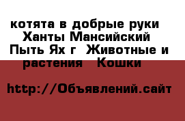  котята в добрые руки - Ханты-Мансийский, Пыть-Ях г. Животные и растения » Кошки   